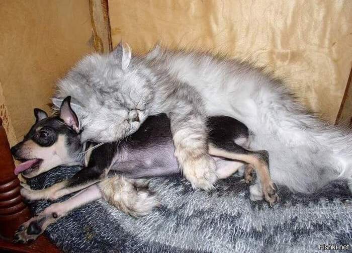 Из солянки