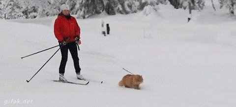 Из солянки