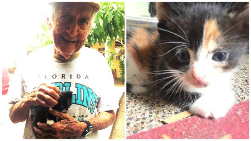 Дед тайно ухаживал за бездомными котятами, хотя бабка ему запретила