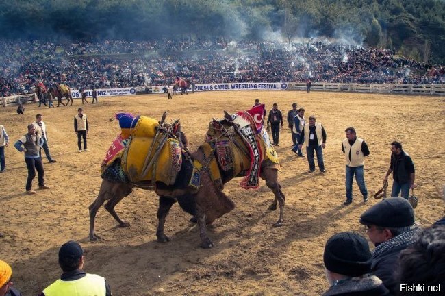 Борьба верблюдов – традиционный спорт, популярный на западном берегу Турции