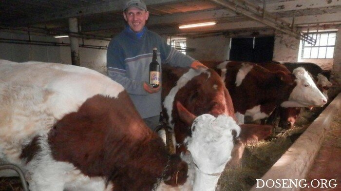 Фермер поит своих коров пивком каждый день