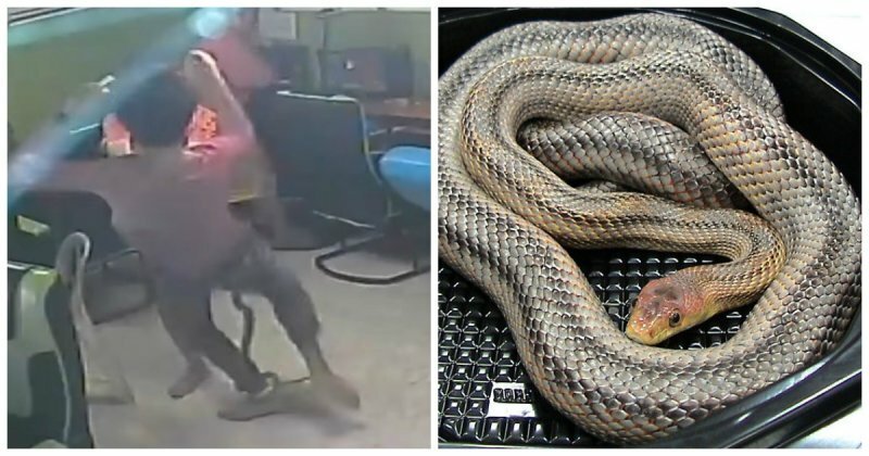 Змея ворвалась в тайское интернет-кафе и набросилась на клиента