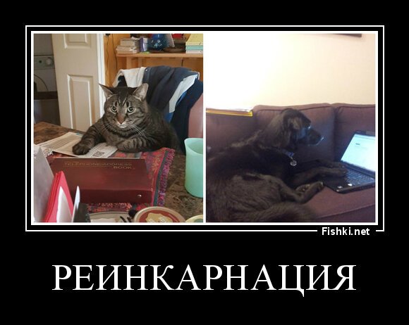 Реинкарнация