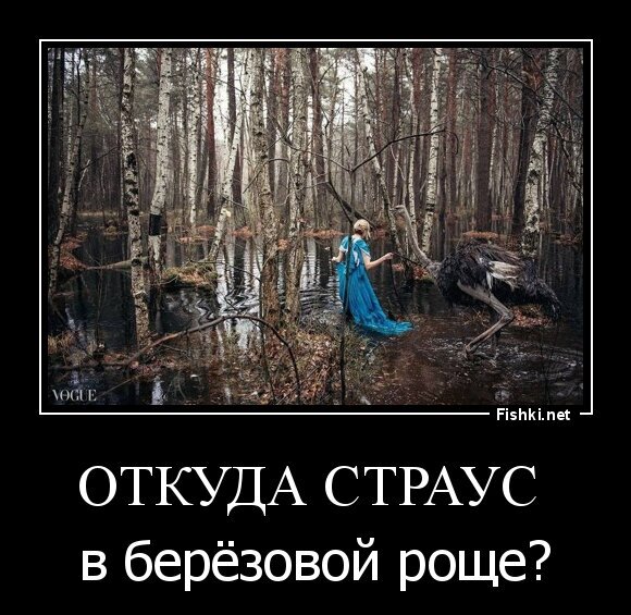 откуда страус 