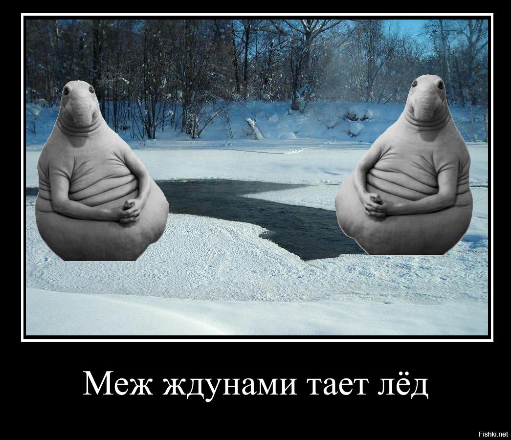 Из солянки