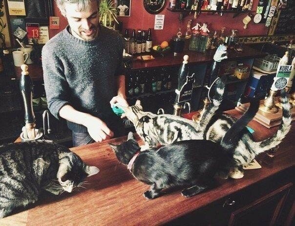 Этот британский паб — рай для любителей пива и кошек
