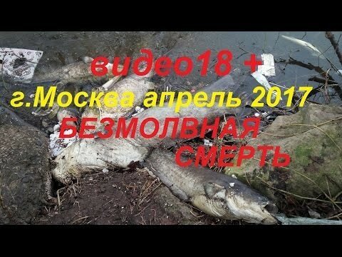 Выброс отходов в Химкинское водохранилище