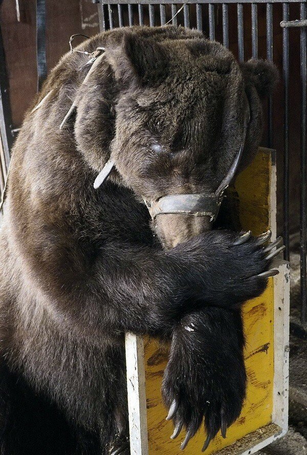 Жуткие скитания цирковых медведей, которые уже не могут участвовать в шоу