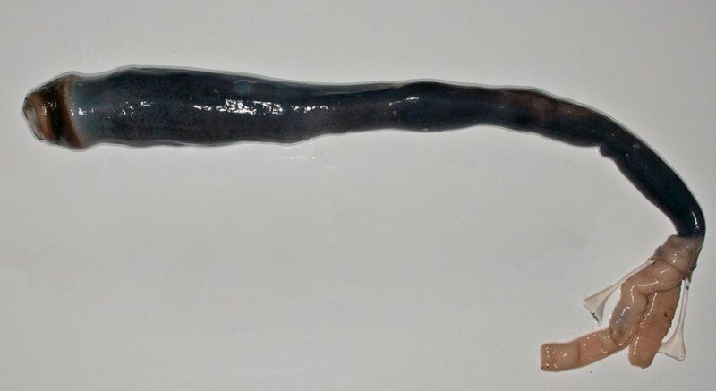 Ученые поймали гигантского корабельного червя, питающегося зловонным сероводородом