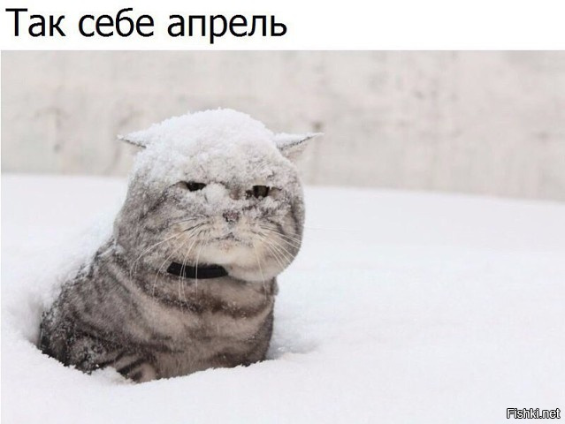 Из солянки