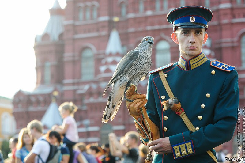 Это кречеты,семейства соколиных