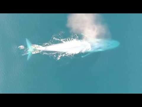 Как питается кит