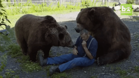 Когда пытаешься сделать групповое фото с пандами