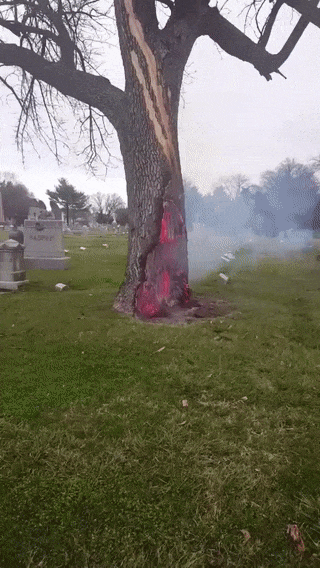 В дерево на кладбище попала молния