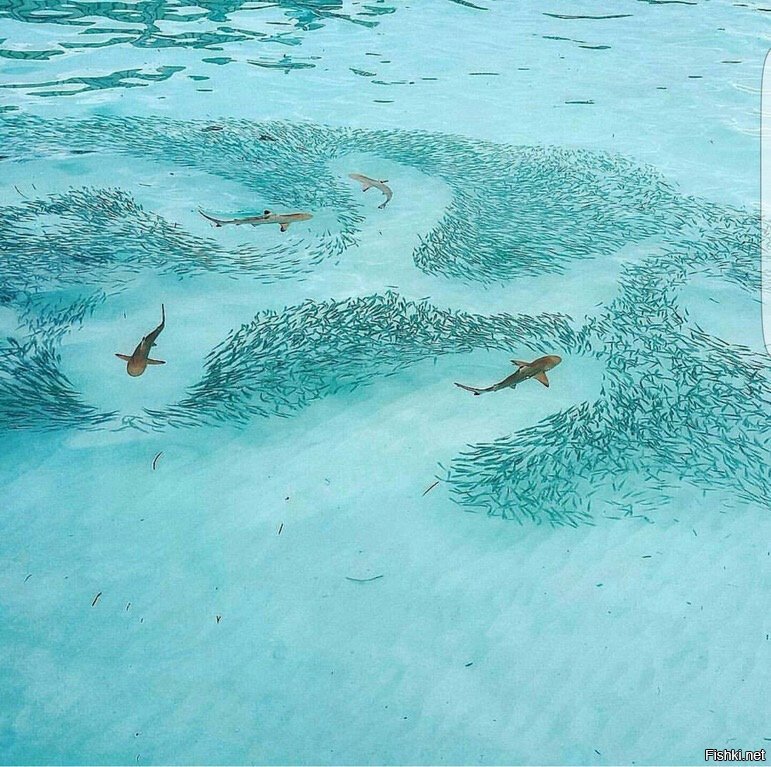 модераторы