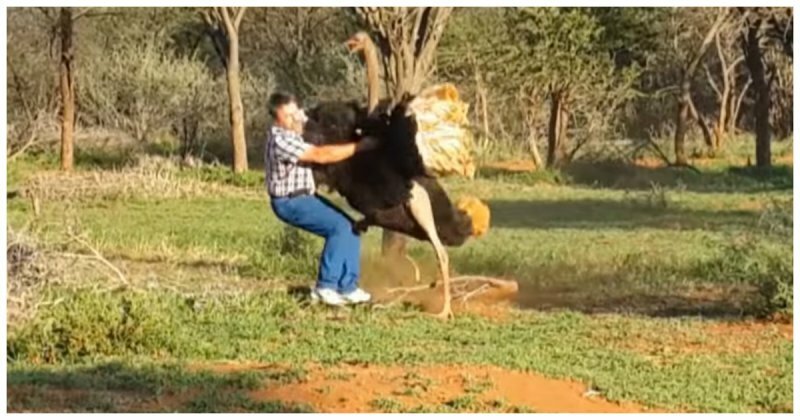 Разъярённый страус побил туриста на ферме в ЮАР