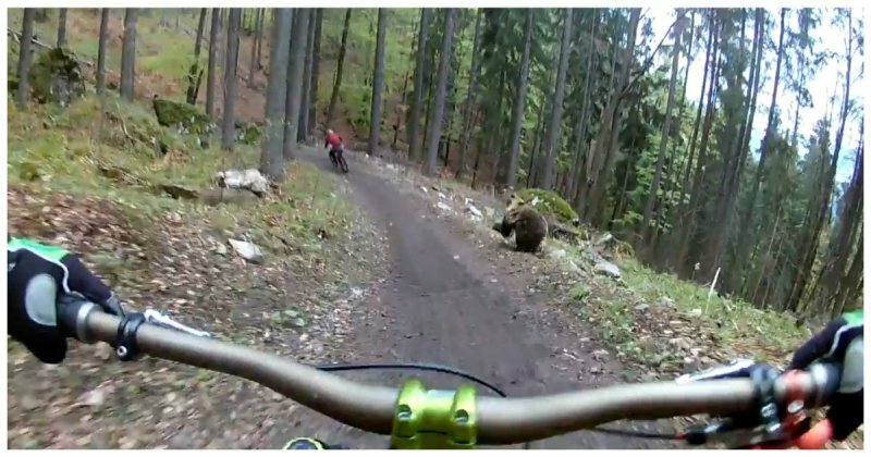 Ничто так не заряжает во время катания на велосипеде, как голодный медведь бегущий за тобой!
