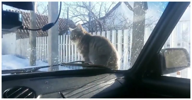 Принципиальный кот проучил водителя, потревожившего его покой 