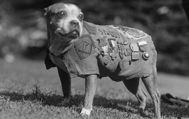 Истории войны: собаки-герои