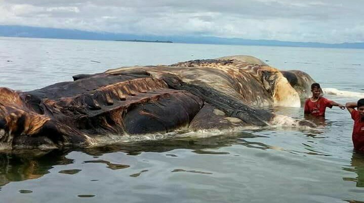 На берег Индонезии выбросило тушу таинственного существа