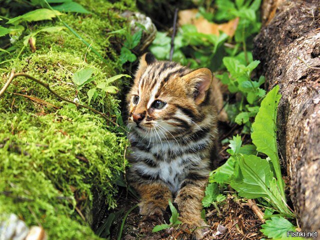 Котёнок дальневосточного лесного кота