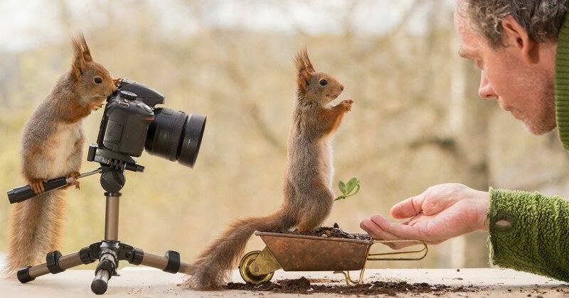 Как белки фотографа снимали