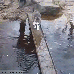 Главное не намочить лапки