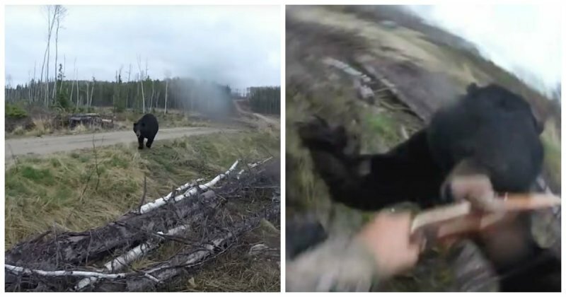 Охотник чудом остался жив после нападения медведя
