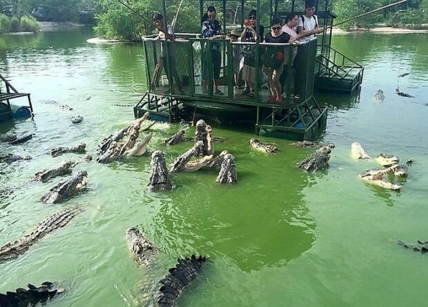 В Таиланде туристам предлагают посетить аттракцион с голодными крокодилами