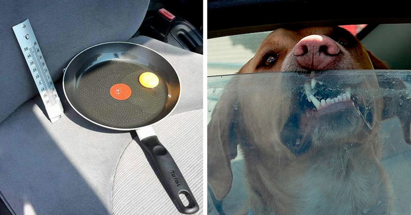 Никогда не оставляйте собак в машине в жаркую погоду
