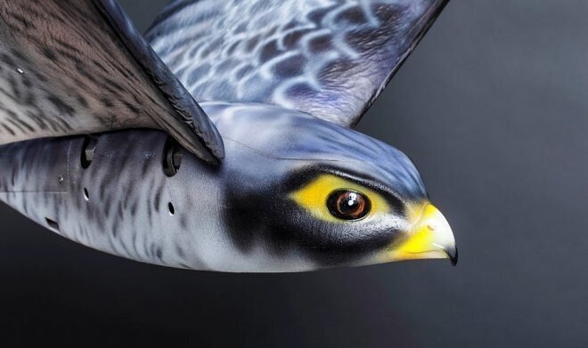 Роботы-соколы избавят канадские аэропорты от реальных птиц