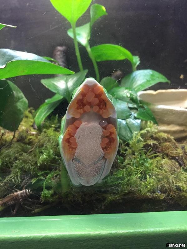 ягушка сидит на стекле аквариума
