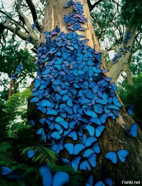 Дерево в дождевом лесу, усеянное голубыми бабочками, Бразилия