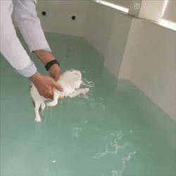 Кот, который обожает плавать