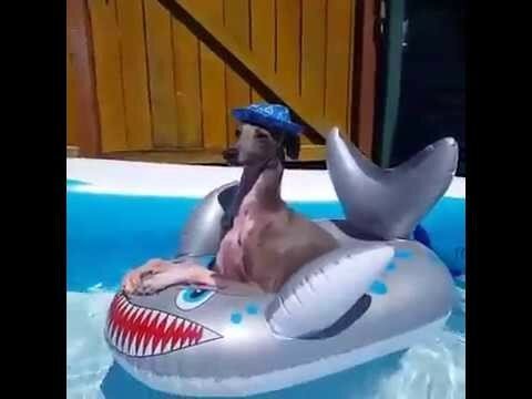 Собака в резиновой акуле