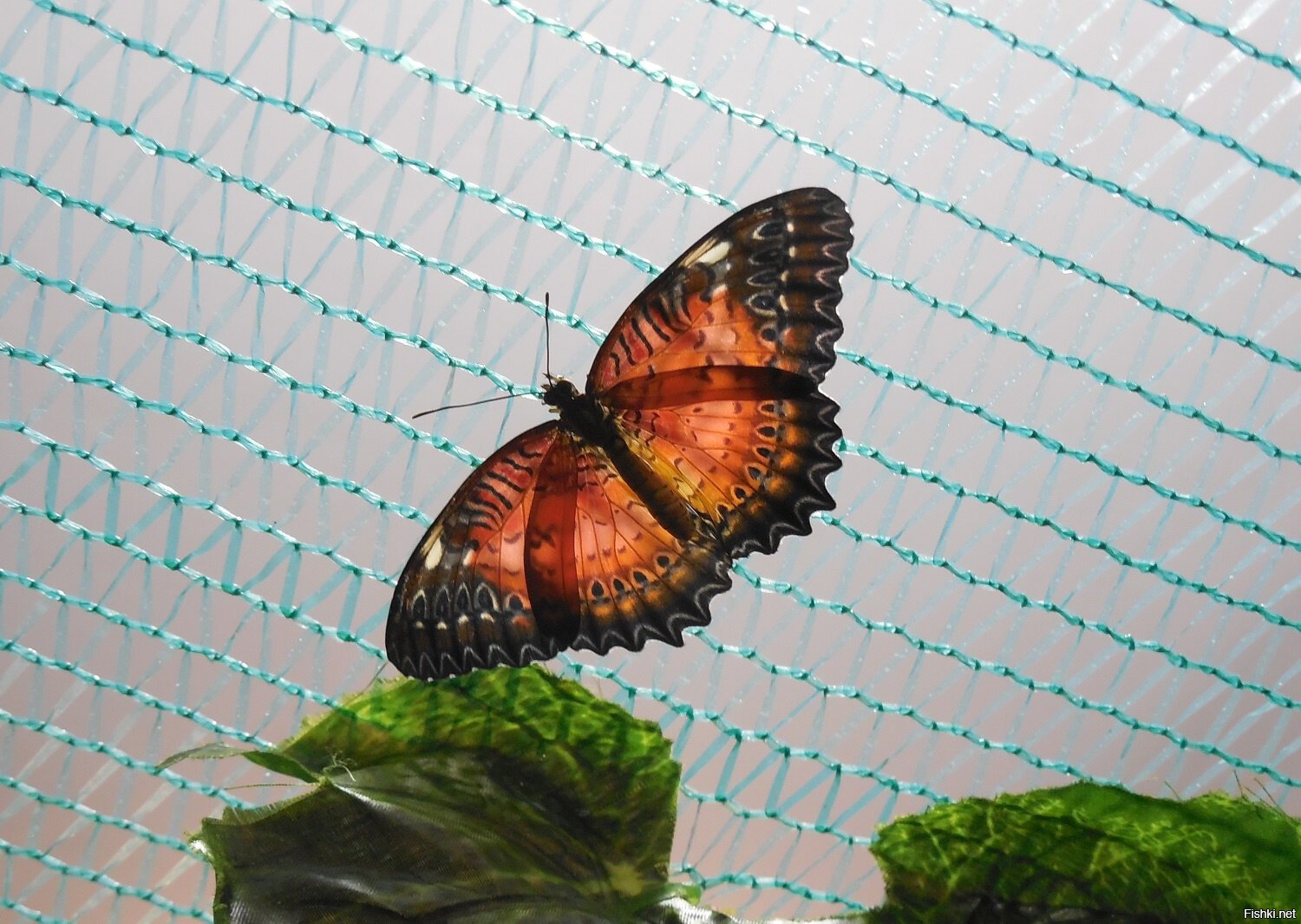 В прошлом году приезжала к нам выставка бабочек тропических, вот, делюсь) Как...