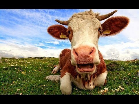На пороге экономической катастрофы. Жизнь и смерть Прибалтики