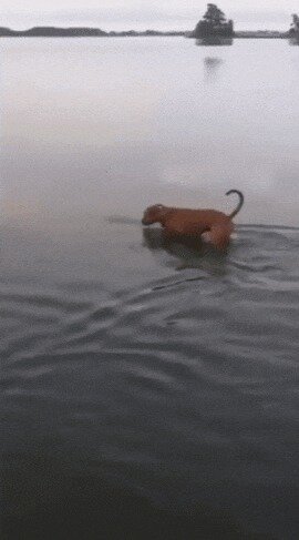 Не знаю, было или нет