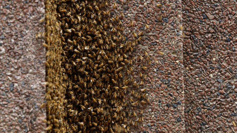 Небоскреб в Нью-Йорке закрыли из-за того, что 20 тысяч пчел устроили в нем улей