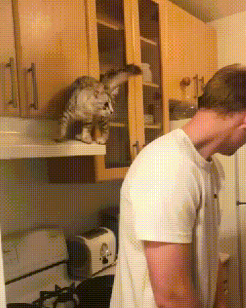 Вот зачем нужен хозяин