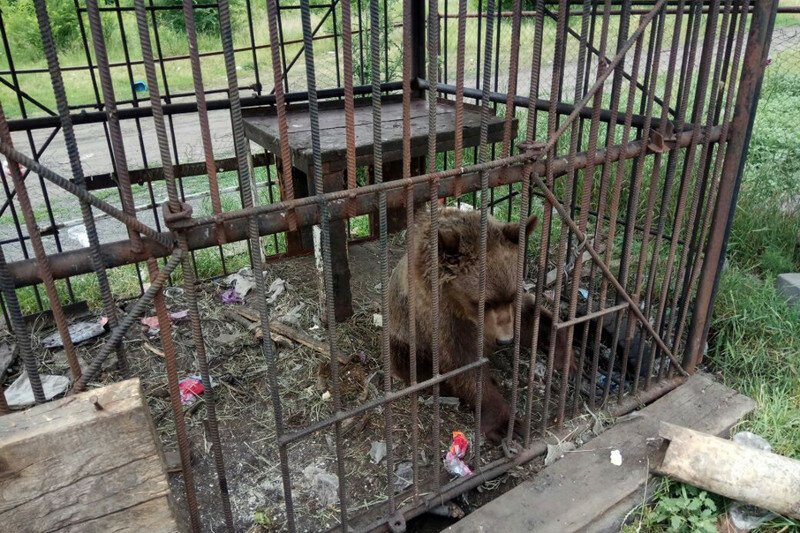 Медвежонок, еноты и олени умирают от голода в заброшенном донском зоопарке