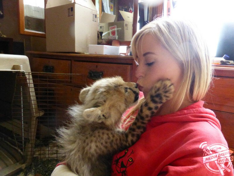 Она спасла котенка гепарда от охотников за трофеями, и он стал её лучшим другом