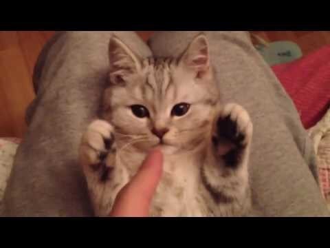 Забавный котик