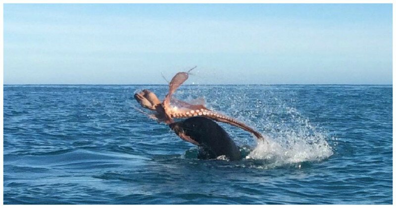 Голодный морской лев вступил в ожесточенную схватку с осьминогом