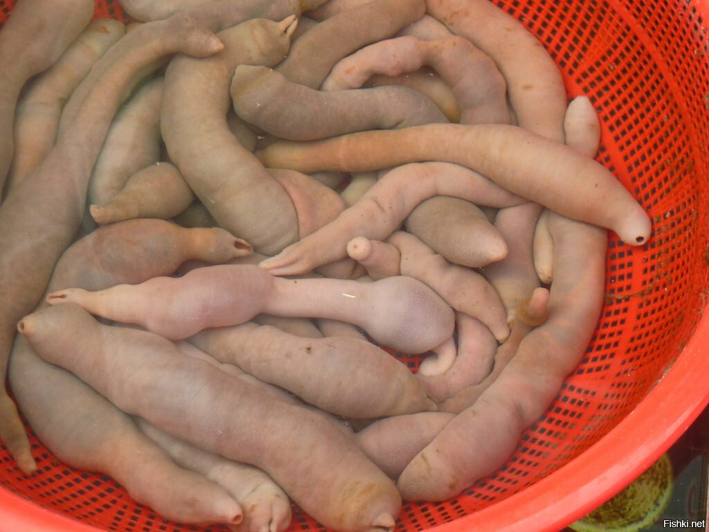 РЫБА-ПЕНИС