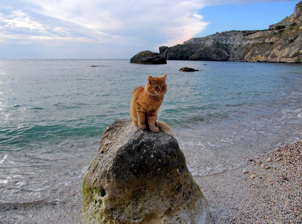 Севастопольский морской котик