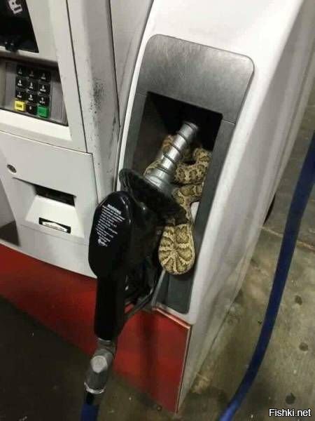 сюрпрЫз