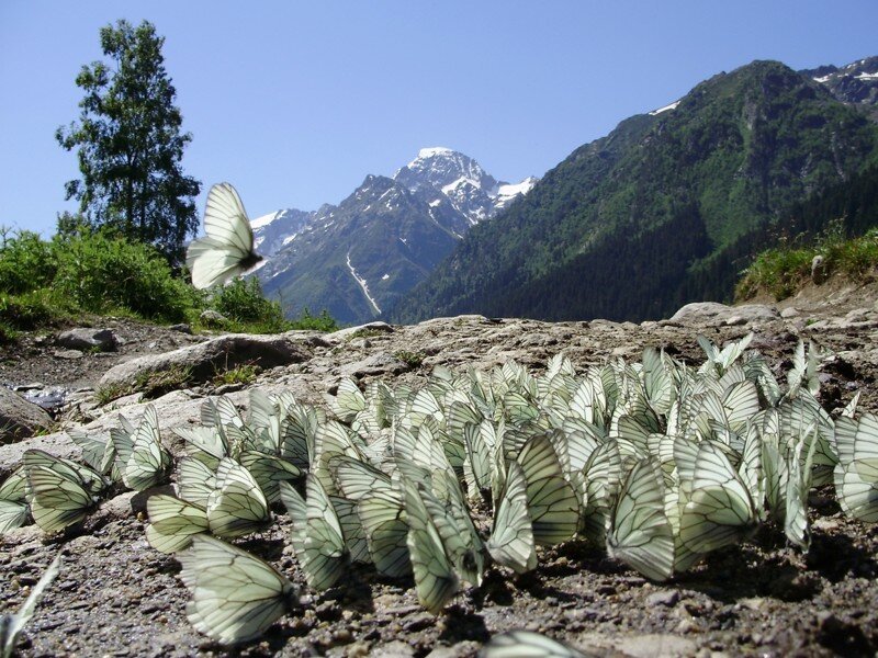 Ускользающая красота