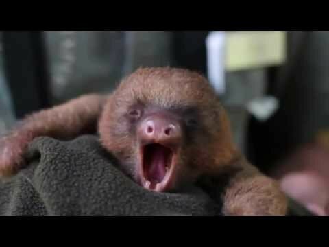 Ленивец зевает :)