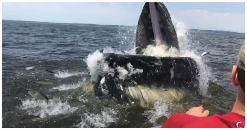 Огромный горбатый кит вынырнул в метре от лодки с рыбаками